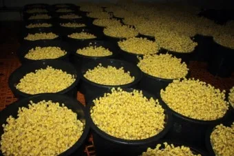 콩나물 재배 콩 불리기 온도 유지 깨끗한 세척_9