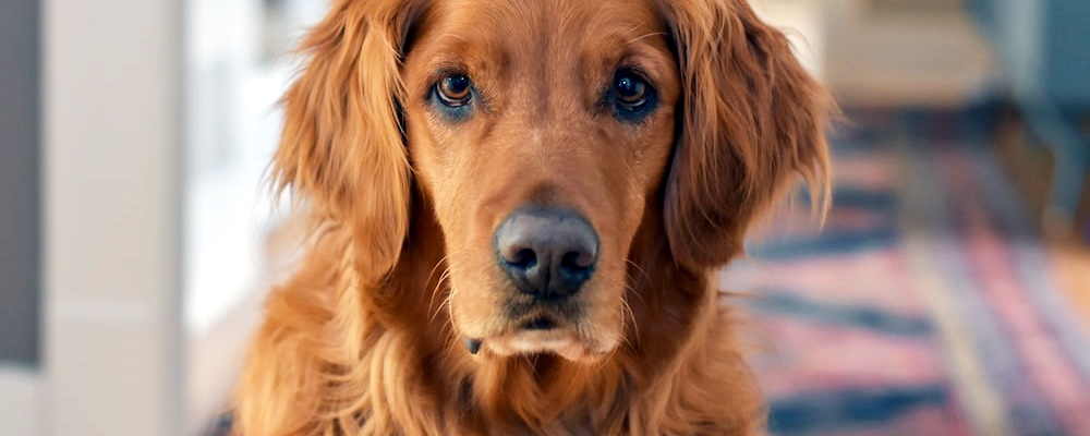 새끼 강아지 키우는법 38 이미지