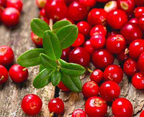 링곤베리 효능 부작용 영양성분 영양소