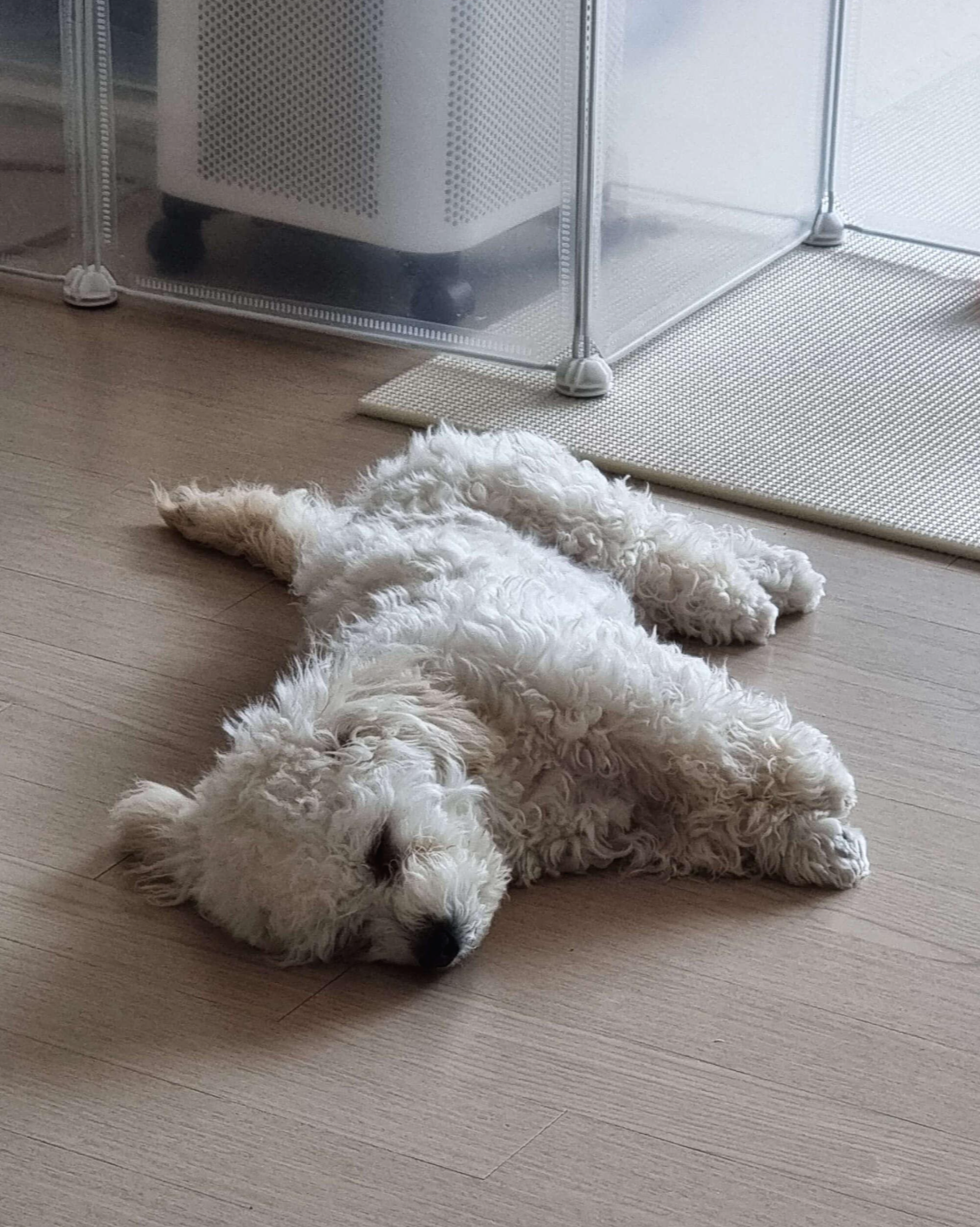 누워서 자고 있는 강아지