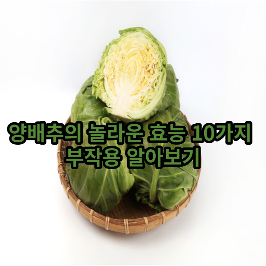 양배추의 놀라운 효능 10가지 부작용 알아보기