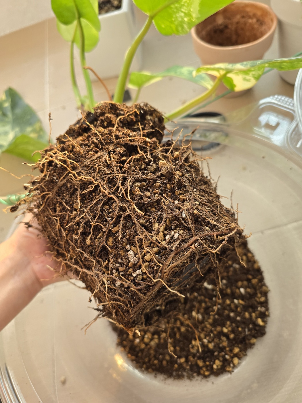 도메스티컴바리에가타와 뿌리