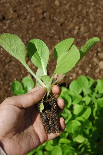 가을 텃밭 작물 추천 상추 열무 시금치 쌈채소 재배법_9