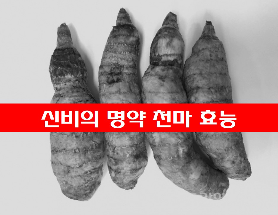 신비의 명약 천마 사진