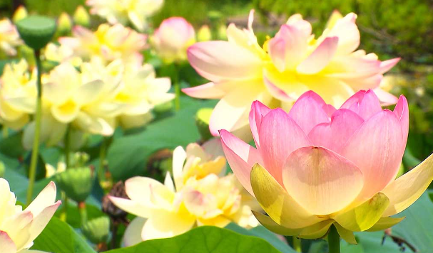 연꽃문화제 행사일정 보러가기