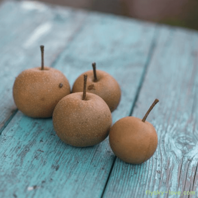 돌배 고르는 법