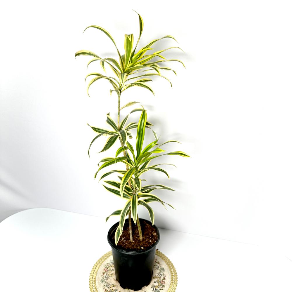 송오브인디아 키우기&amp;#44; 가지치기&amp;#44; 꽃말