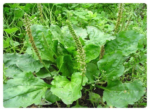 다이어트에 좋은 질경이