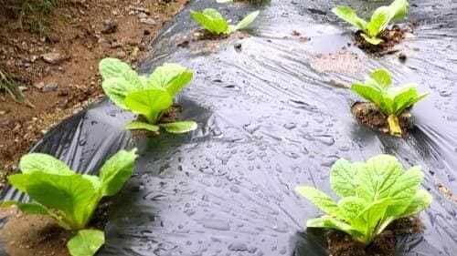 가을배추-깁장배추-모종심기-심는방법-정식방법-아주심기