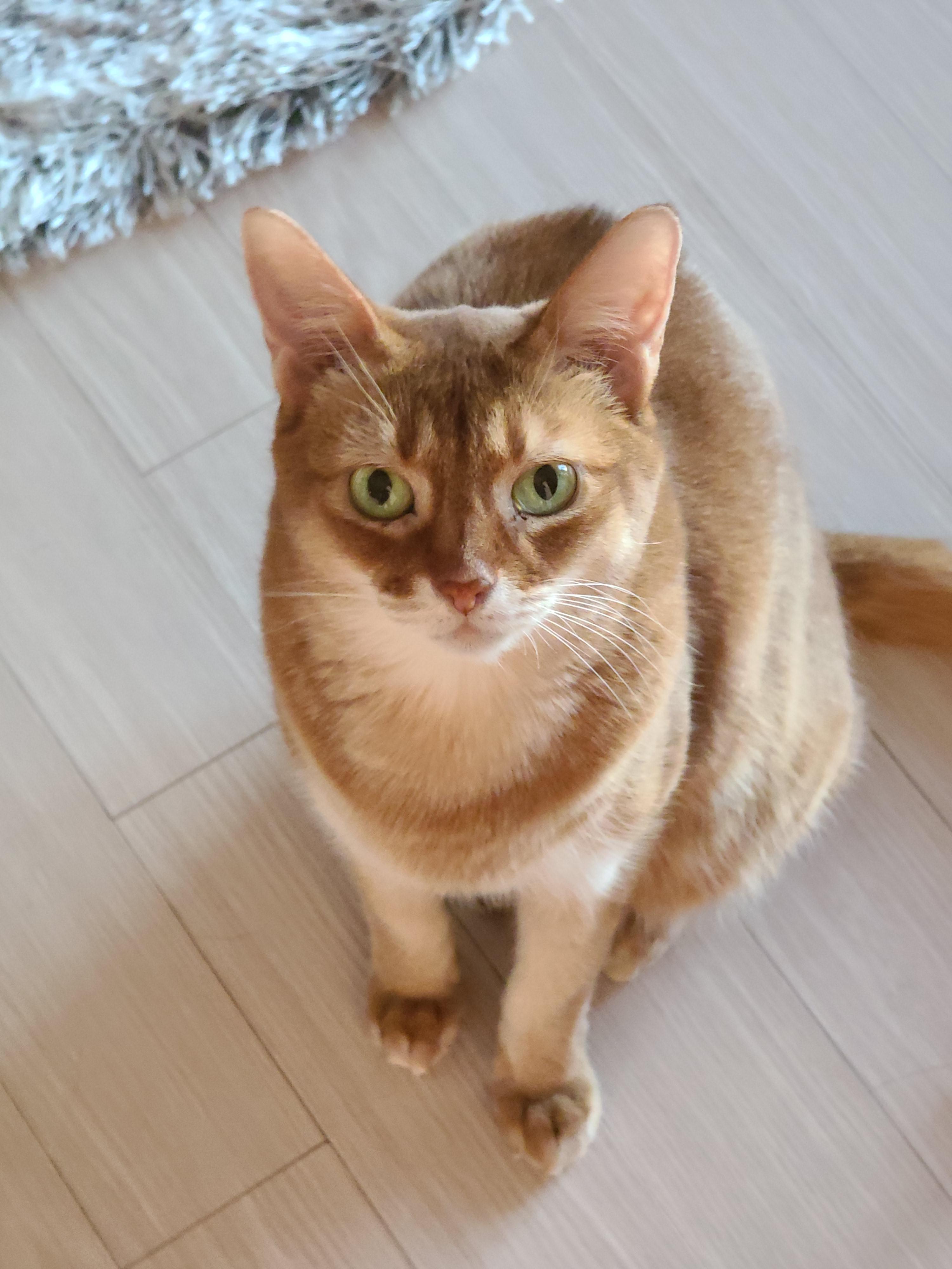 아비시니안파,치즈냥이파,삼색이파,중립파, 아홉냥이네의 관계도