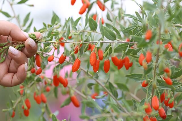 관절에 좋은 약초, 영양제