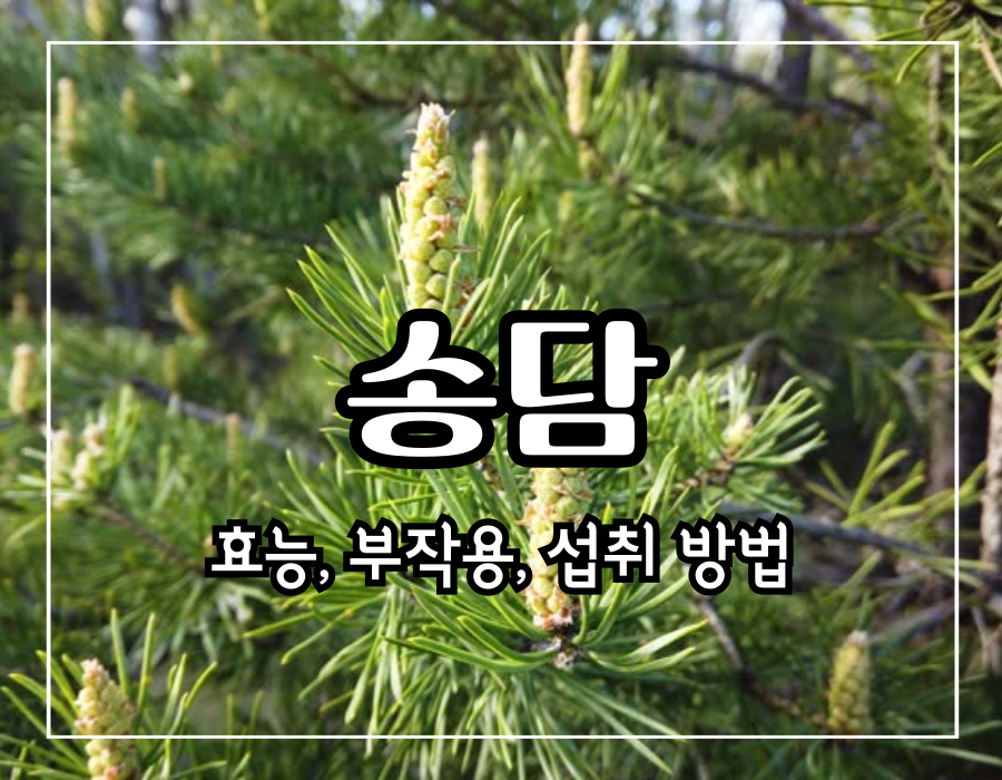 이 썸네일을 클릭 하시면 송담 효능 부작용 및 섭취 방법에 관한 글로 이동 됩니다.