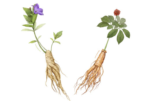 도라지-효능-면역력-강화