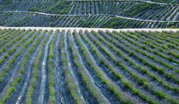 정읍 허브원 라벤더 축제