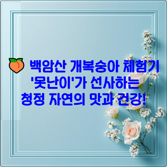 🍑 백암산 개복숭아 체험기: '못난이'가 선사하는 청정 자연의 맛과 건강!