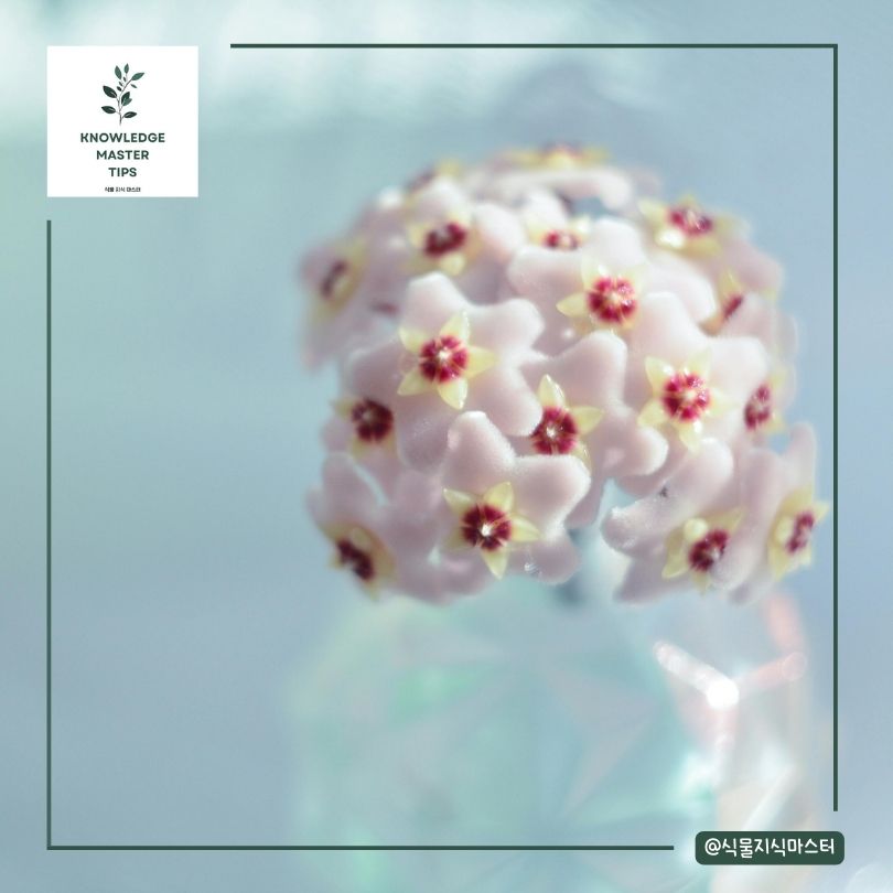 호야 꽃말의 다양한 해석