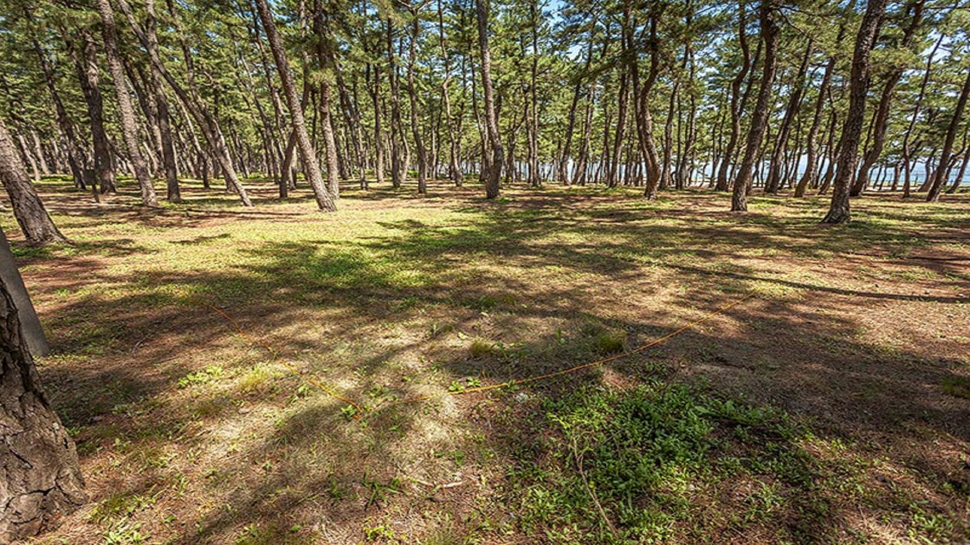 강릉시 연곡 해변 솔향기 오토 캠핑장 바로가기