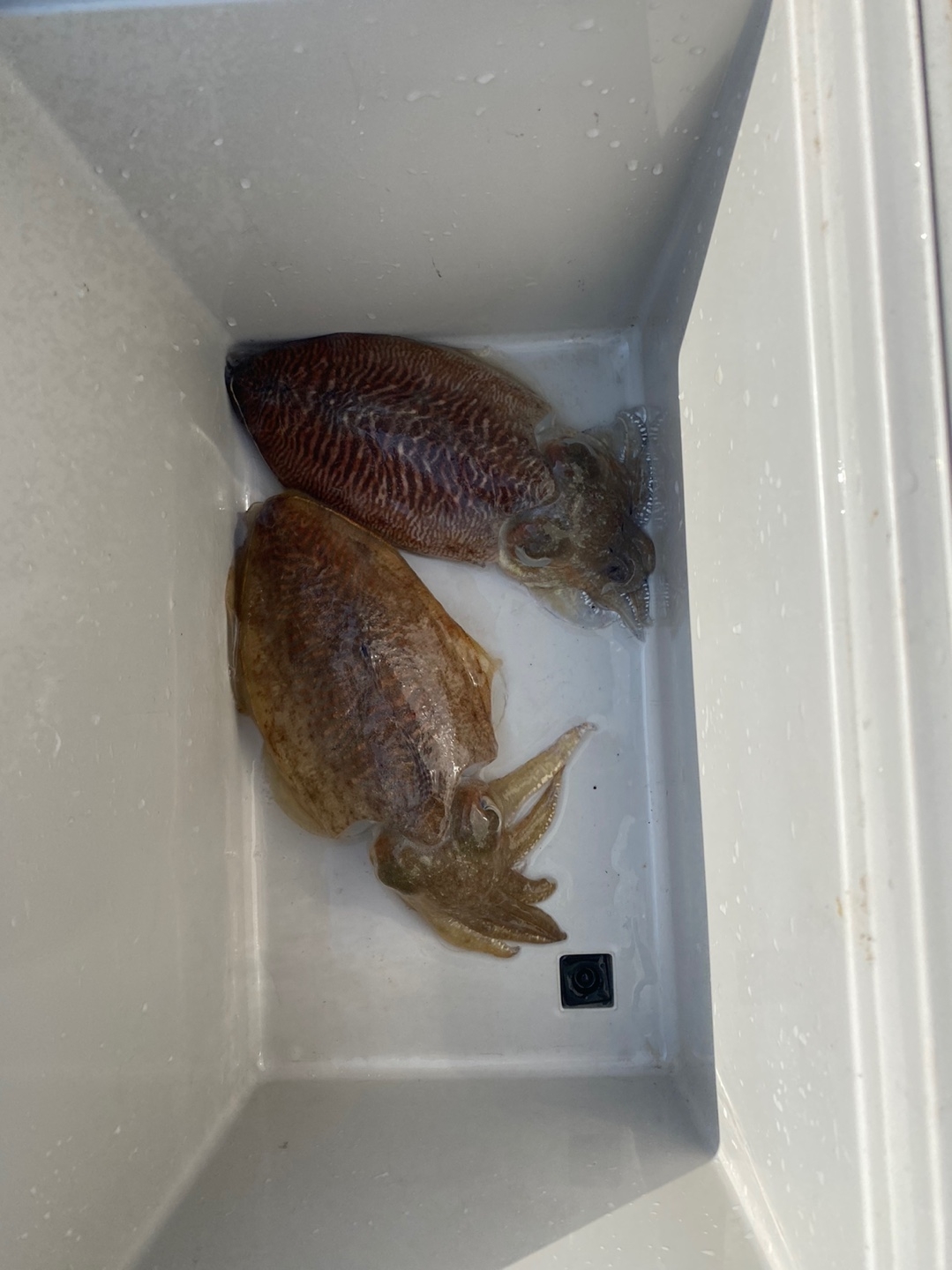 사량도 갑오징어 포인트 갑오징어 2마리