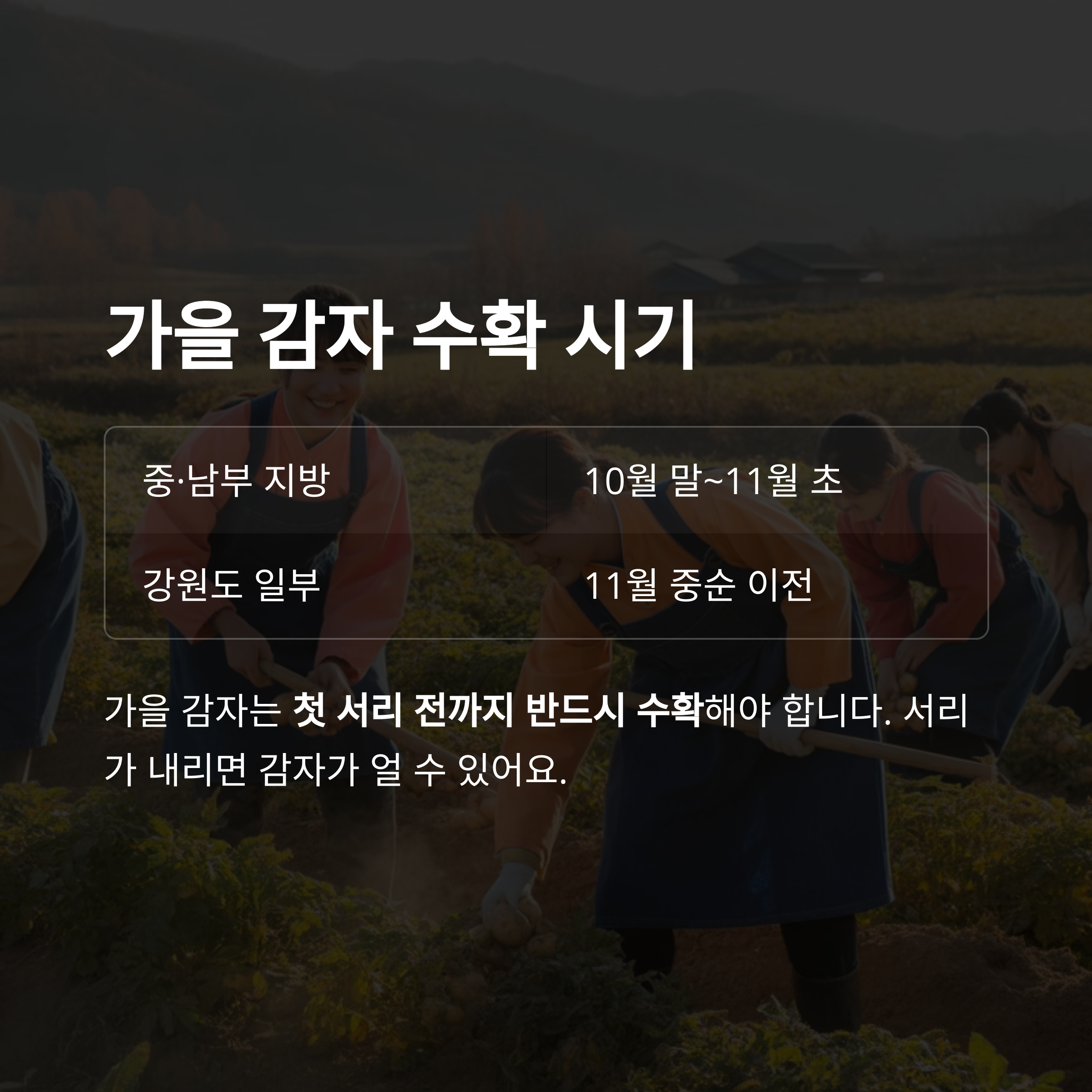 가을 감자 수확시기 (8~9월 파종 기준)