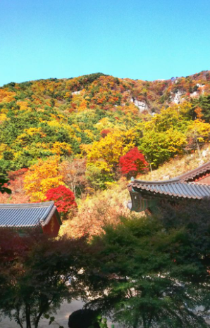 2025 팔공산 단풍 절정 시기 공개! 초보자도 즐기는 가을 등산코스 BEST