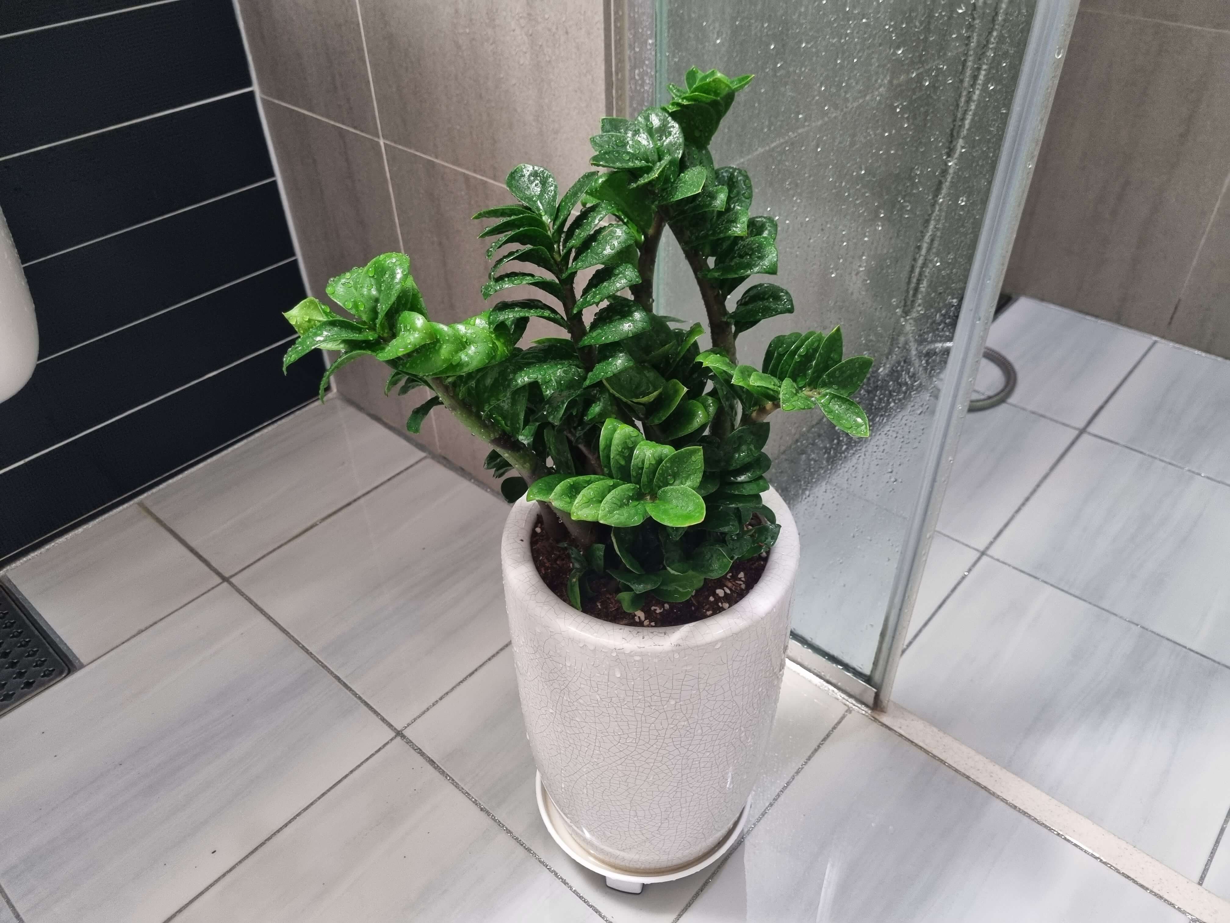 보석금전수 물주기