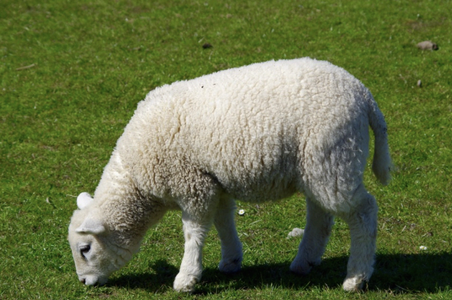 풀을 뜯어 먹고 있는 어린 양의 모습