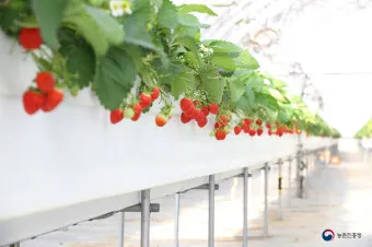 딸기 재배 런너 정리 보온 대책 하우스 관리_5