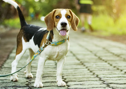 산책중인 강아지