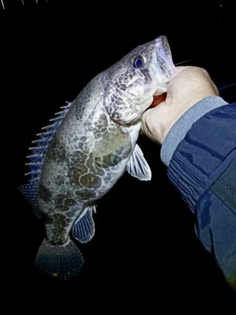 5월 쏘가리 금어기 시작 전국 금지 기간 완벽 정리와 낚시 규정_15
