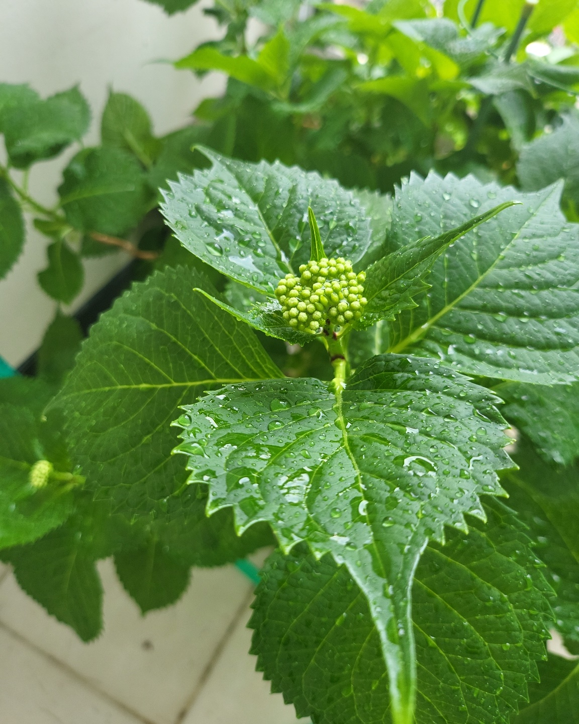 꽃 망울