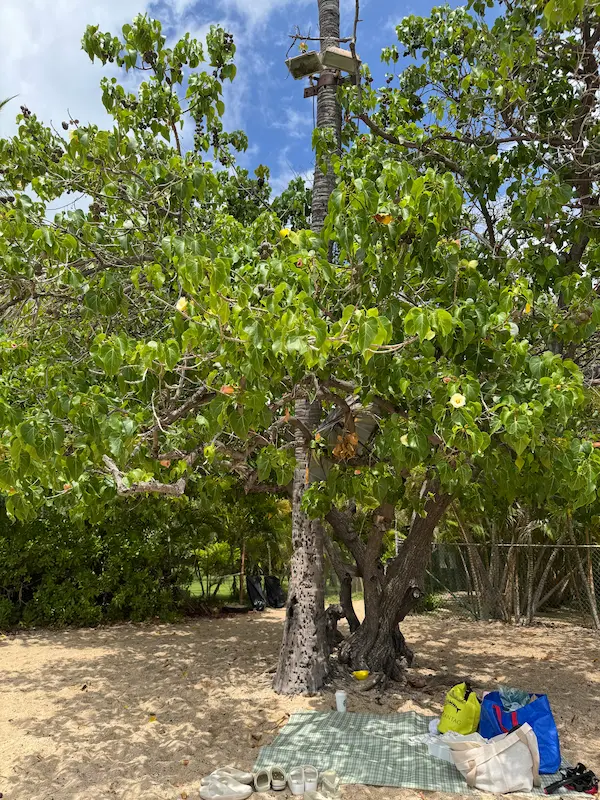 파라다이스 코브 비치 모래사장의 나무 밑 그늘