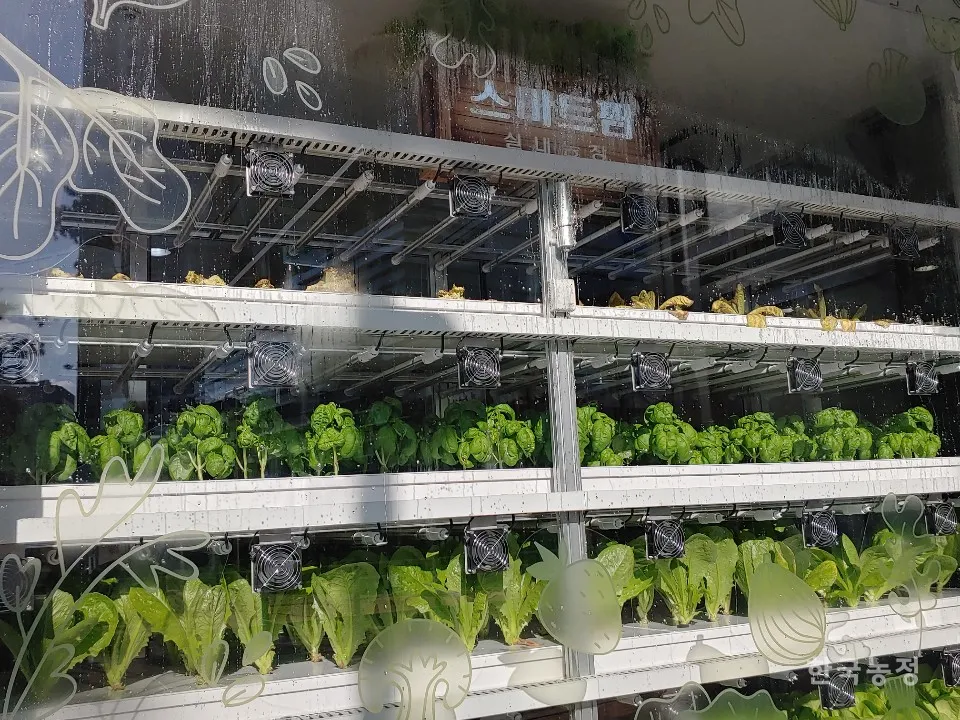 수경재배 준비 병선택 뿌리관리 액비투여 물갈이주기 가이드_4