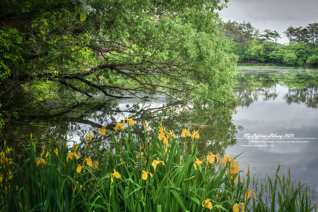 #밀양 #저수지 #위양지 #이팝