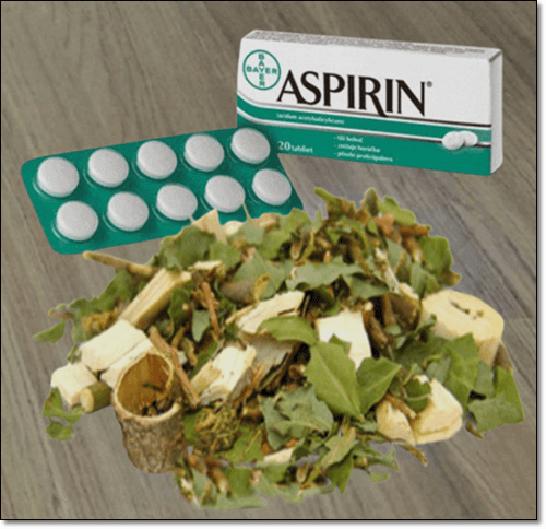 아스피린과 버드나무 차