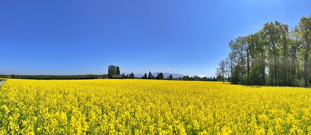 봄철이색기차여행