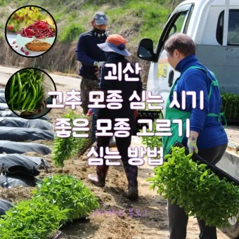 모종 고르는 법 줄기 굵기 잎색 뿌리상태 병해 흔적 확인_18