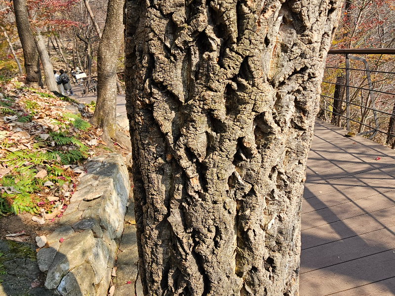 굴참나무 수피1