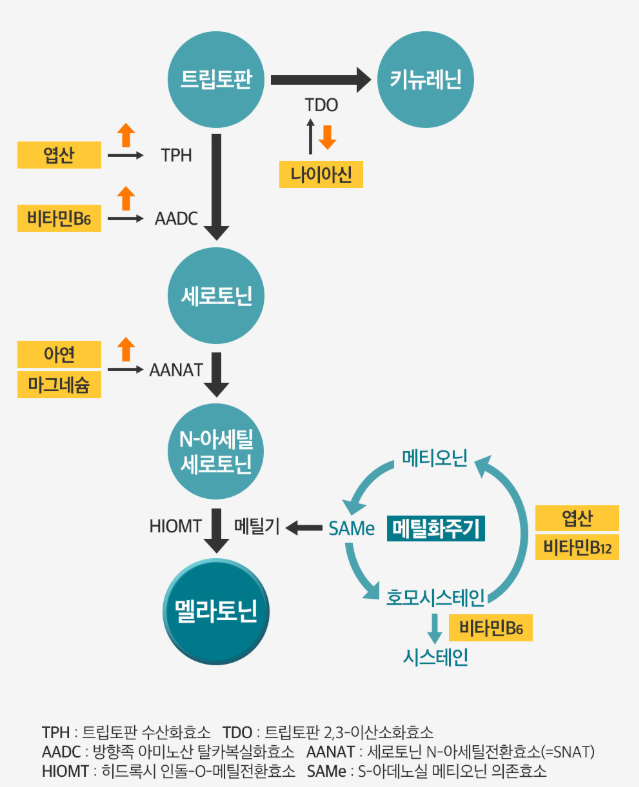 닥터린 멜라토닌 영양제 왜 먹어야 하나?