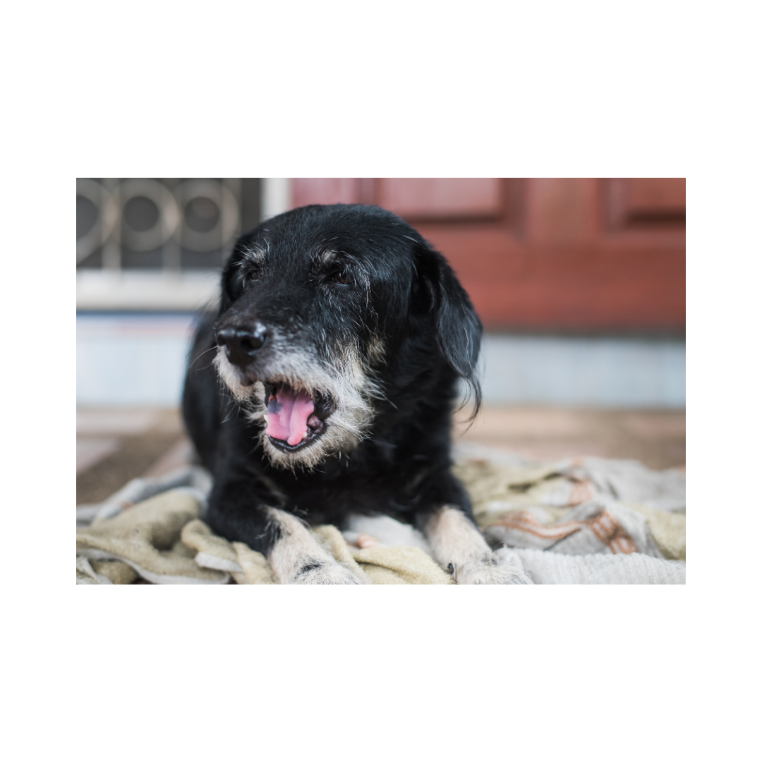 강아지 나이 계산법과 이에 따른 건강 관리법 알아보기