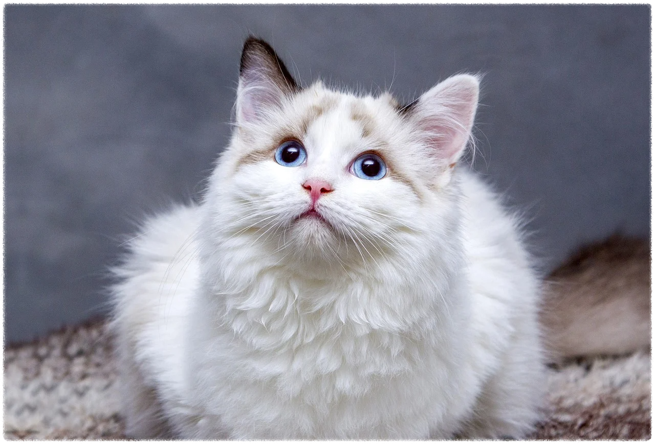 고양이 사료 추천 best 5