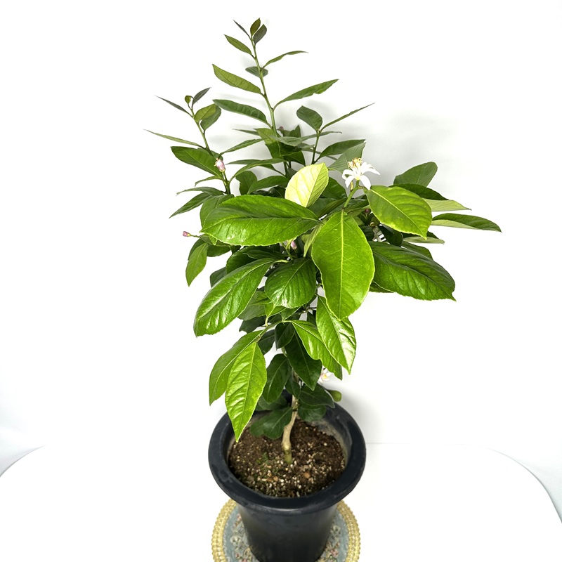 레몬나무 키우기 묘목 판매