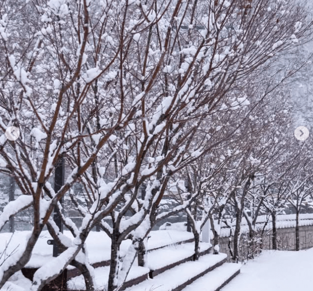추운 도시 태백의 눈꽃