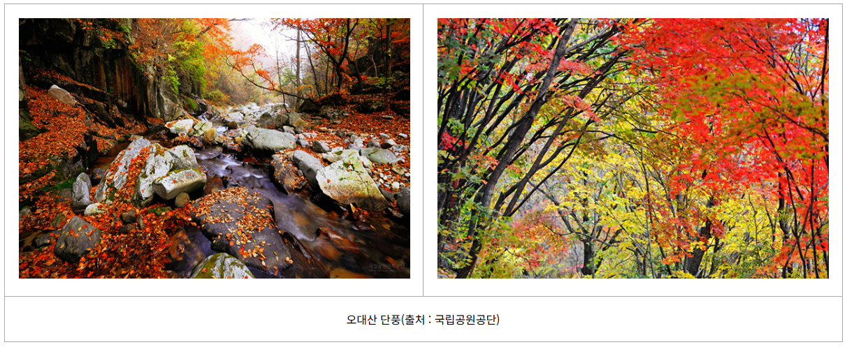 설악산 단풍 시작! 절정시기 지금 확인하세요 (출처 : 기상청)