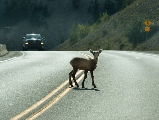 로드킬 사고 시 자동차보험 처리 원칙 &ndash; 보험 할증과 자차보험 정리 관련 사진