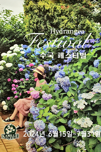 팜카밀레 수국 축제