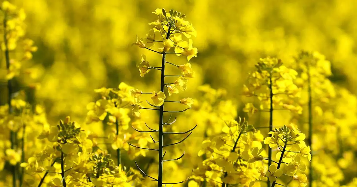 노란색봄꽃-유채꽃