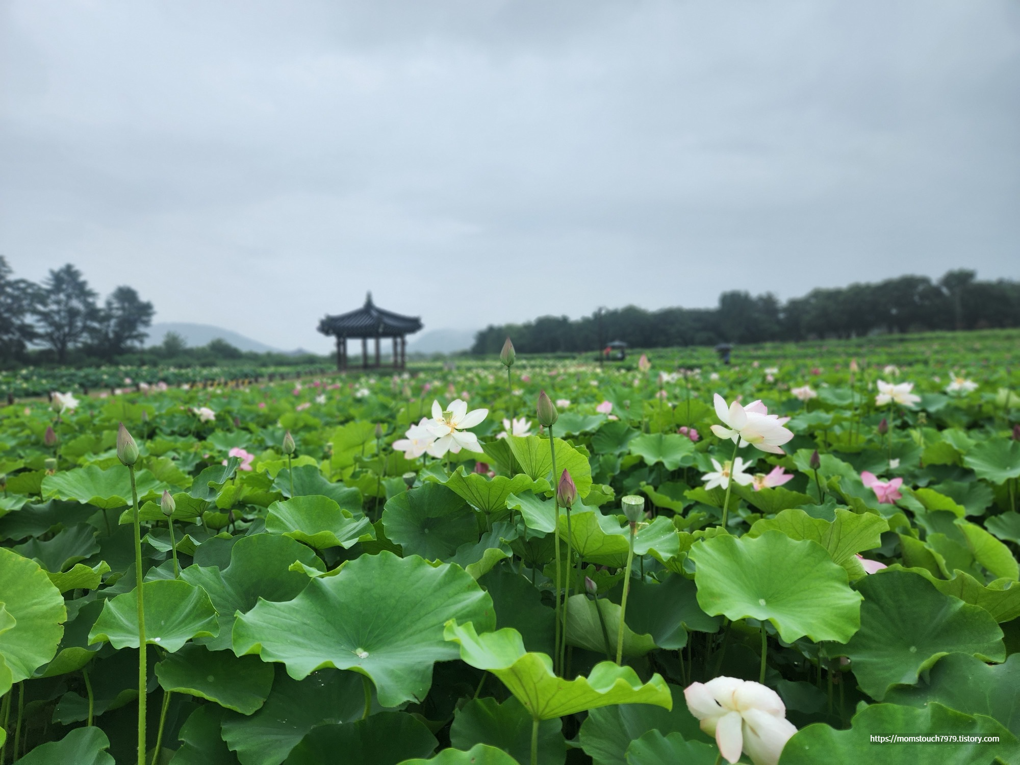 경주 연꽃 동궁과 월지