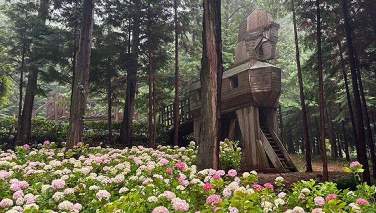 장흥 우드랜드 편백숲