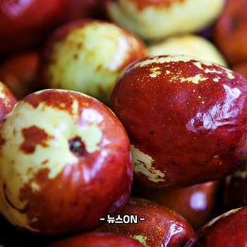 사과대추 보관법