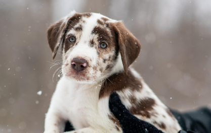 강아지 구충제가 필요한 이유 관련 사진